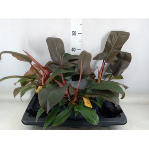 Philodendron   ...