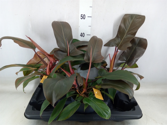 <h4>Philodendron   ...</h4>