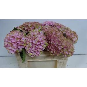 Hydr Magical Revolution Roze TPM van Wingerden
