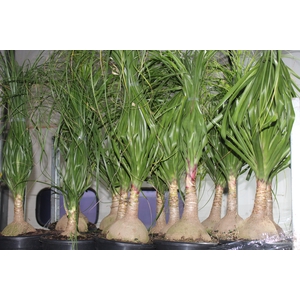 BEAUCARNEA P24