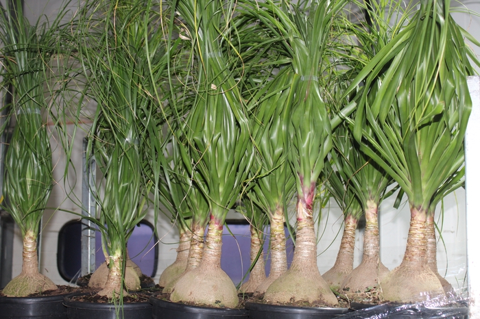 <h4>BEAUCARNEA P24</h4>
