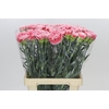 Dianthus St Misaki