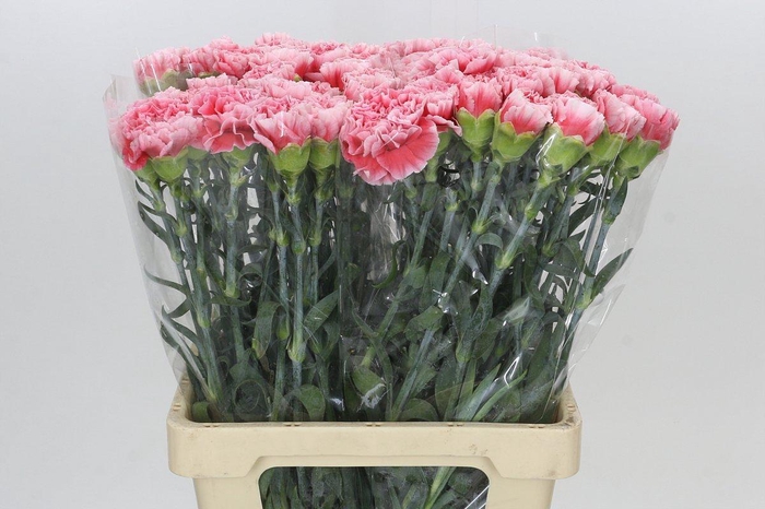 Dianthus St Misaki