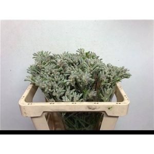 Anigoz Bush Diamond