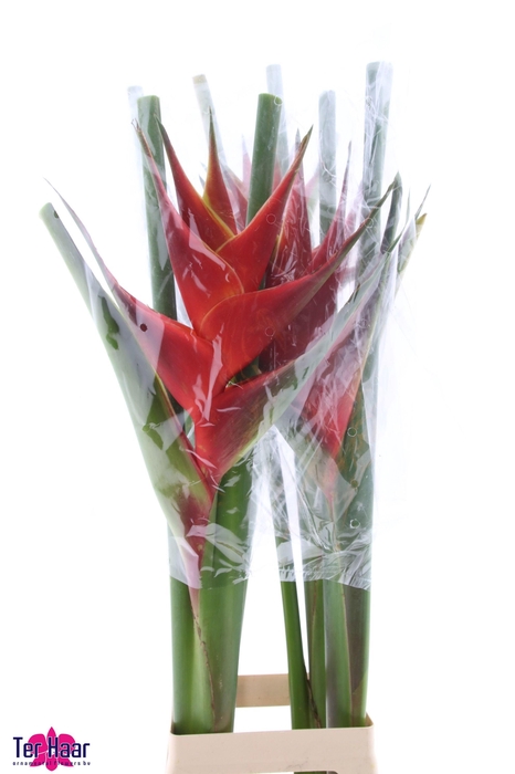 <h4>HELIC CA PURPUREA</h4>