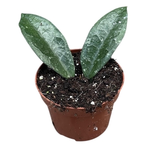 hoya aff vitellina