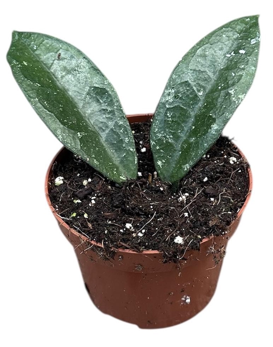 <h4>hoya aff vitellina</h4>