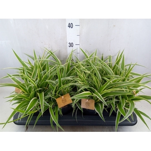 Chlorophytum com. 'Ocean'
