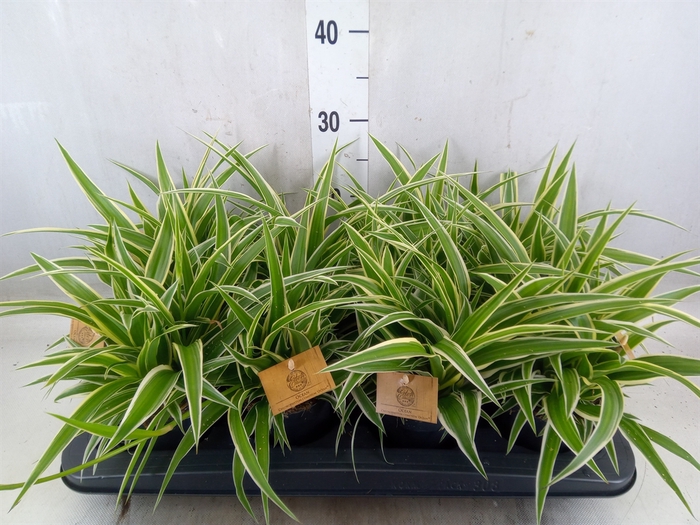 <h4>Chlorophytum com. 'Ocean'</h4>