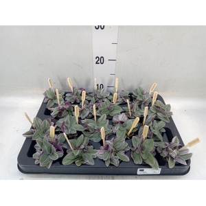 Tradescantia cerinth. 'Sweetness'