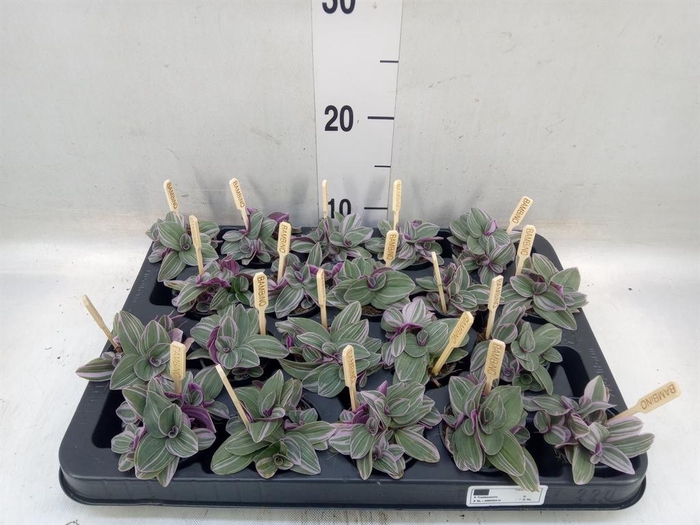 <h4>Tradescantia cerinth. 'Sweetness'</h4>