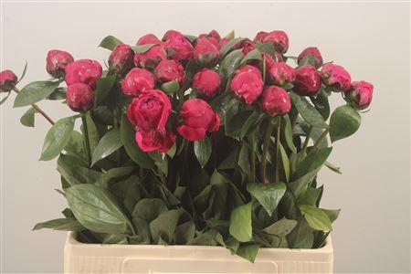 <h4>Paeo L Red Sarah Bernhard</h4>