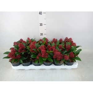 Skimmia jap. 'Rubella'