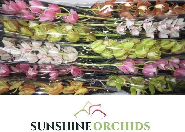 <h4>CYMB MI GEM</h4>