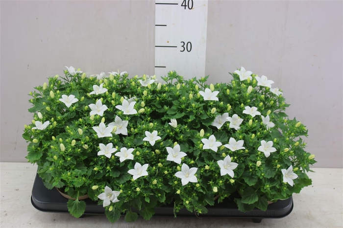 <h4>Campanula Is Atlanta White</h4>