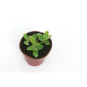 Hoya Heuschkeliana Outer Variegated 12 cm