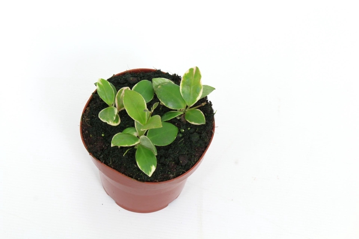 <h4>Hoya Heuschkeliana Outer Variegated 12 cm</h4>