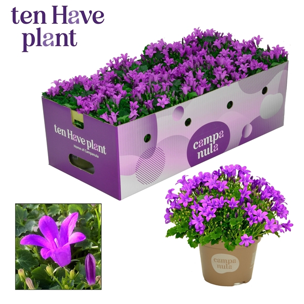 <h4>Campanula Porto Longlife Plantbox</h4>