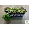 Kalanchoe ROYALE Mix 12Ø 25cm