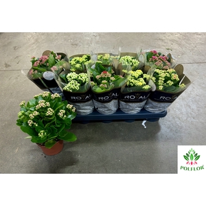 Kalanchoe ROYALE Mix 12Ø 25cm