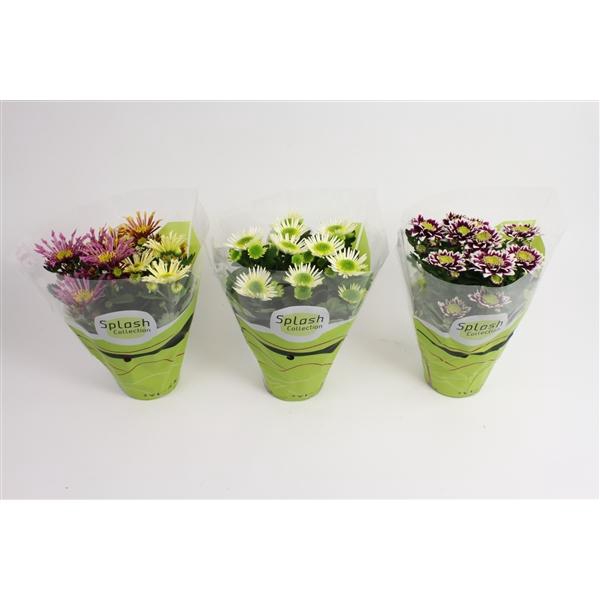 <h4>Chrysanthemum Indicum Grp Splash gemengd</h4>