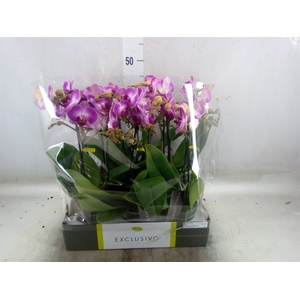 Phalaenopsis multi.   ...rose