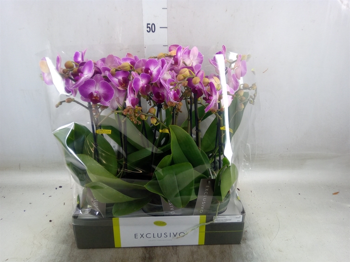 <h4>Phalaenopsis multi.   ...rose</h4>
