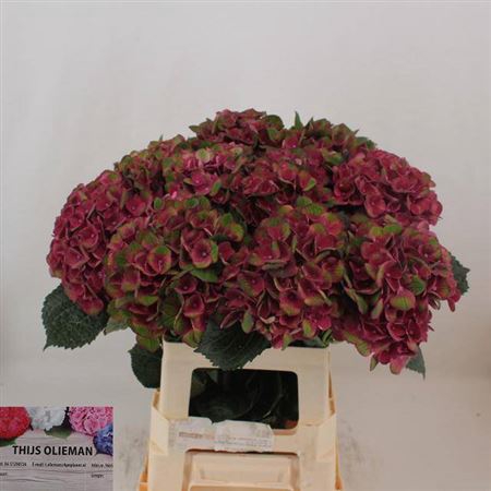 <h4>Hydr M Mag Charlotte</h4>