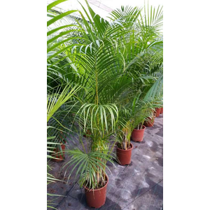 Areca catechu