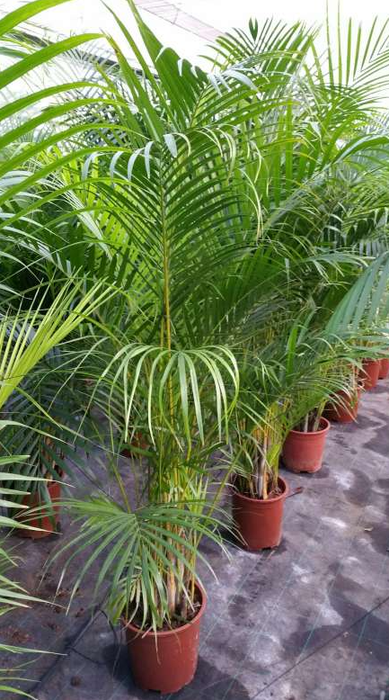 <h4>Areca catechu</h4>