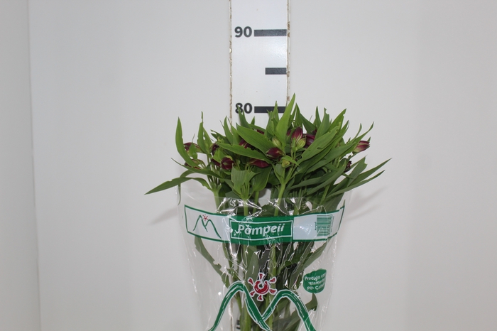 <h4>ALSTROEMERIA POMPEII 080 CM</h4>