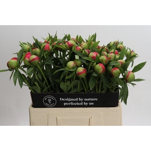 Paeonia Coral Charm