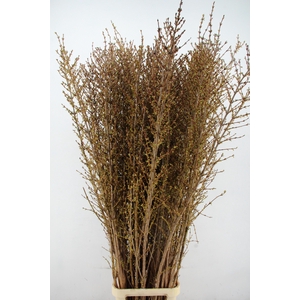 FORSY I SPECTABILIS 190CM