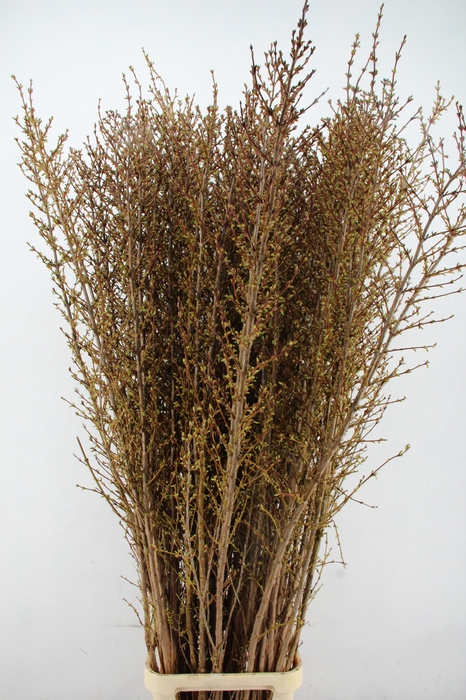 <h4>FORSY I SPECTABILIS 190CM</h4>