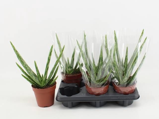<h4>ALOE VERA</h4>