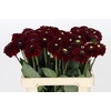 Dahlia Black Fox
