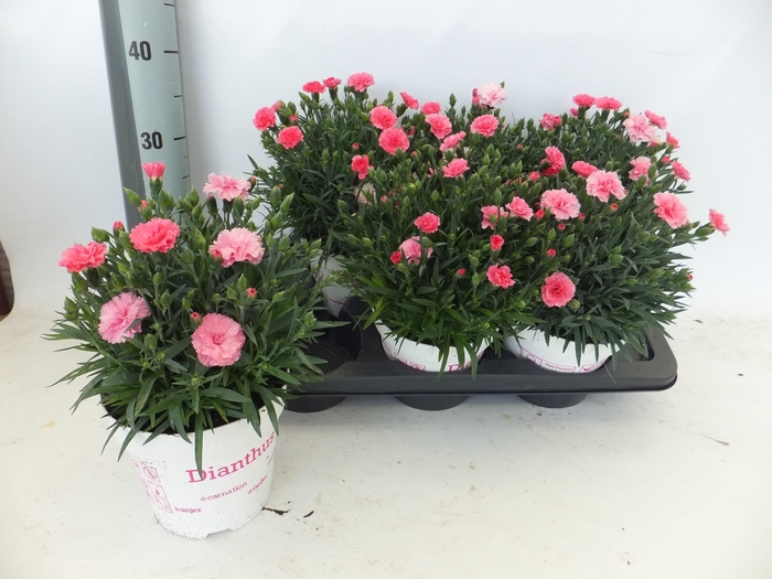 <h4>DIAN I LOVE U</h4>