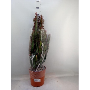 Euphorbia trigona 'Rubra'