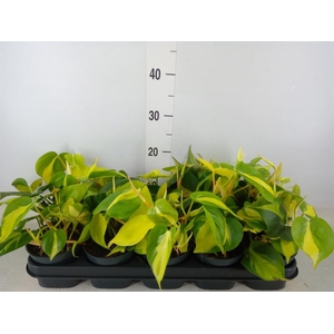 Philodendron scand. 'Brasil'