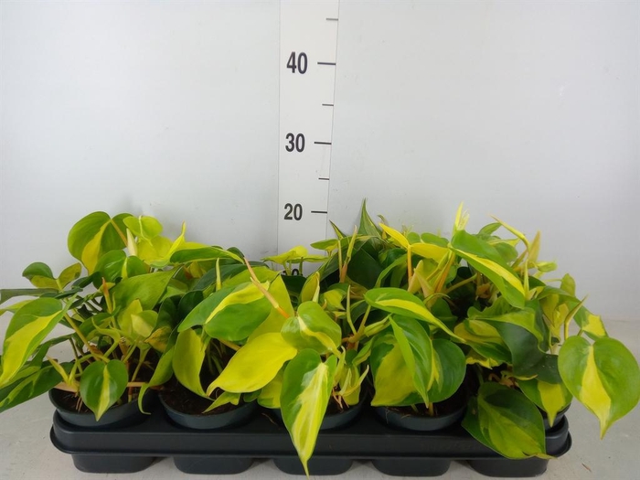 <h4>Philodendron scand. 'Brasil'</h4>