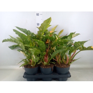 Philodendron  'Ring of Fire'