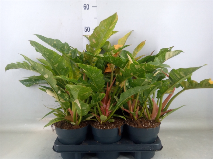 <h4>Philodendron  'Ring of Fire'</h4>