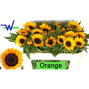 HELI SUNRICH ORANGE
