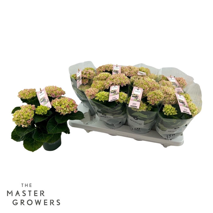 <h4>Hydrangea macr. Magical Revolution</h4>