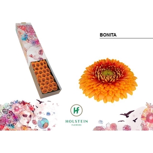 GE MB GERPONI BONITA Doos x60