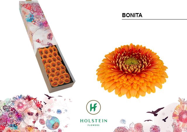 <h4>Germini Pomponi Bonita Doos</h4>