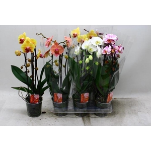 PHAL EL CASCADE