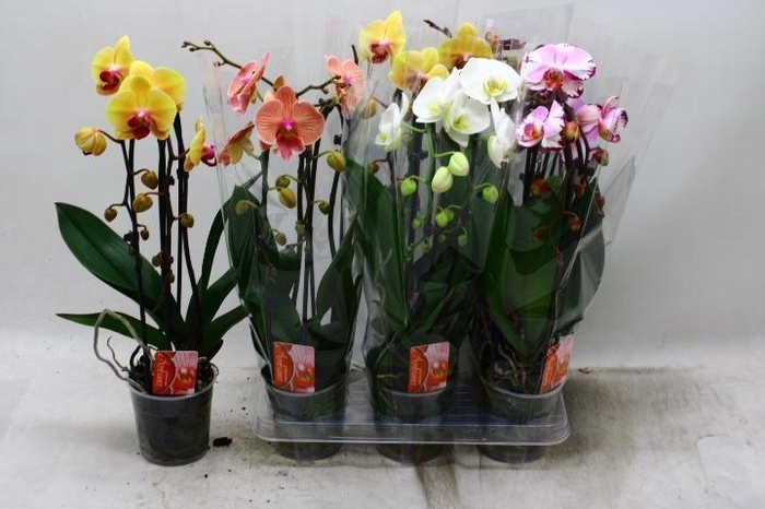<h4>PHAL EL CASCADE</h4>