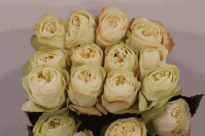 <h4>R Gr Magnolia</h4>