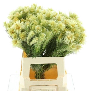 KAAPS GROEN